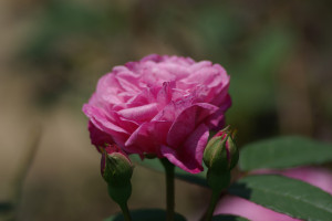 Rosen im Garten