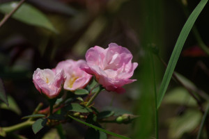 Rosen im Garten