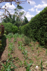 Maisfeld im Garten