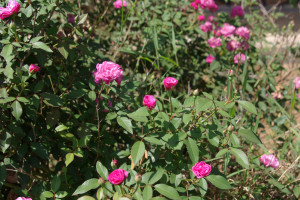 Rosenstrauch im Garten