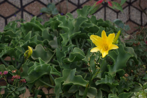Lilien