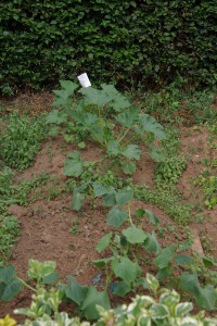 hinten Zucchini, vorne Gurke