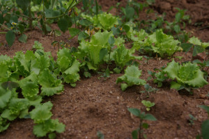 Salat
