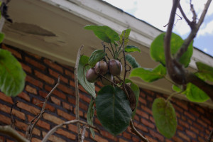 Baumtomaten