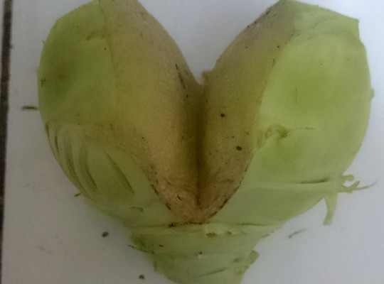 Kohlrabi-Herz